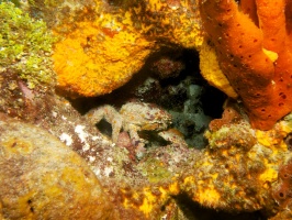 Cling Crab IMG 4909